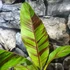 Kép 5/5 - Musa sikkimensis 'Ever Red'