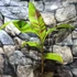 Kép 1/5 - Musa sikkimensis 'Ever Red'