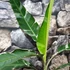 Kép 3/17 - Musa Florida Variegata - Tarka Florida banán