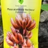 Kép 8/8 - Musa acuminata 'Red dacca' - piros törpebanán