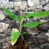Kép 4/8 - Musa acuminata 'Red dacca' - piros törpebanán