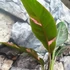 Kép 3/7 - Musa sp. 'Nono' - pink variegata