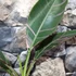 Kép 4/7 - Musa sp. 'Nono' - pink variegata