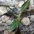 Kép 5/7 - Musa sp. 'Nono' - pink variegata