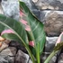 Kép 6/7 - Musa sp. 'Nono' - pink variegata