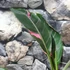 Kép 7/7 - Musa sp. 'Nono' - pink variegata
