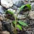 Kép 3/8 - Musa chilocarpa