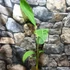 Kép 2/8 - Musa chilocarpa