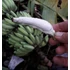 Kép 1/8 - Musa chilocarpa