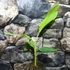 Kép 4/8 - Musa chilocarpa