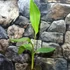 Kép 5/8 - Musa chilocarpa