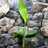 Kép 6/8 - Musa chilocarpa