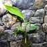 Kép 7/8 - Musa chilocarpa