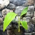 Kép 8/8 - Musa chilocarpa