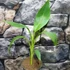 Kép 8/9 - Musa sikkimensis 'Red tiger'