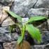 Kép 9/9 - Musa sikkimensis 'Red tiger'