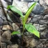 Kép 2/9 - Musa sikkimensis 'Red tiger'