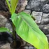 Kép 5/9 - Musa sikkimensis 'Red tiger'