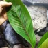 Kép 3/9 - Musa sikkimensis 'Red tiger'