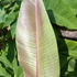 Kép 4/9 - Musa sikkimensis 'Red tiger'