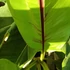Kép 6/9 - Musa sikkimensis 'Red tiger'