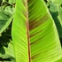 Kép 1/9 - Musa sikkimensis 'Red tiger'