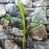 Kép 1/6 - Musa sikkimensis Darjeeling ’Giant’ 1-2 levéllel