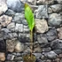 Kép 3/6 - Musa sikkimensis Darjeeling ’Giant’ 1-2 levéllel