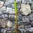 Kép 4/6 - Musa sikkimensis Darjeeling ’Giant’ 1-2 levéllel