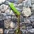 Kép 6/6 - Musa sikkimensis Darjeeling ’Giant’ 1-2 levéllel