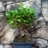 Kép 1/5 - Bonsai Carmona macrophylla