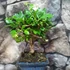 Kép 2/5 - Bonsai Carmona macrophylla