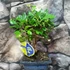Kép 3/5 - Bonsai Carmona macrophylla