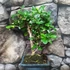 Kép 4/5 - Bonsai Carmona macrophylla