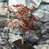 Kép 10/12 - Bonsai Acer palmatum mix színben