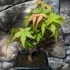 Kép 2/10 - Bonsai Acer palmatum mix