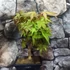 Kép 5/10 - Bonsai Acer palmatum mix