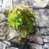 Kép 6/10 - Bonsai Acer palmatum mix