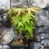 Kép 7/10 - Bonsai Acer palmatum mix