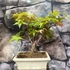 Kép 8/10 - Bonsai Acer palmatum mix