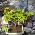 Kép 9/10 - Bonsai Acer palmatum mix