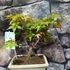 Kép 10/10 - Bonsai Acer palmatum mix