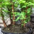 Kép 4/6 - Bonsai több töves