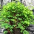 Kép 3/6 - Bonsai több töves