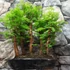 Kép 2/6 - Bonsai több töves