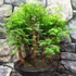 Kép 5/6 - Bonsai több töves