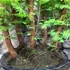 Kép 6/6 - Bonsai több töves