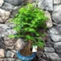 Kép 2/7 - Bonsai egy töves