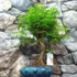 Kép 3/7 - Bonsai egy töves