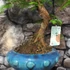 Kép 4/7 - Bonsai egy töves